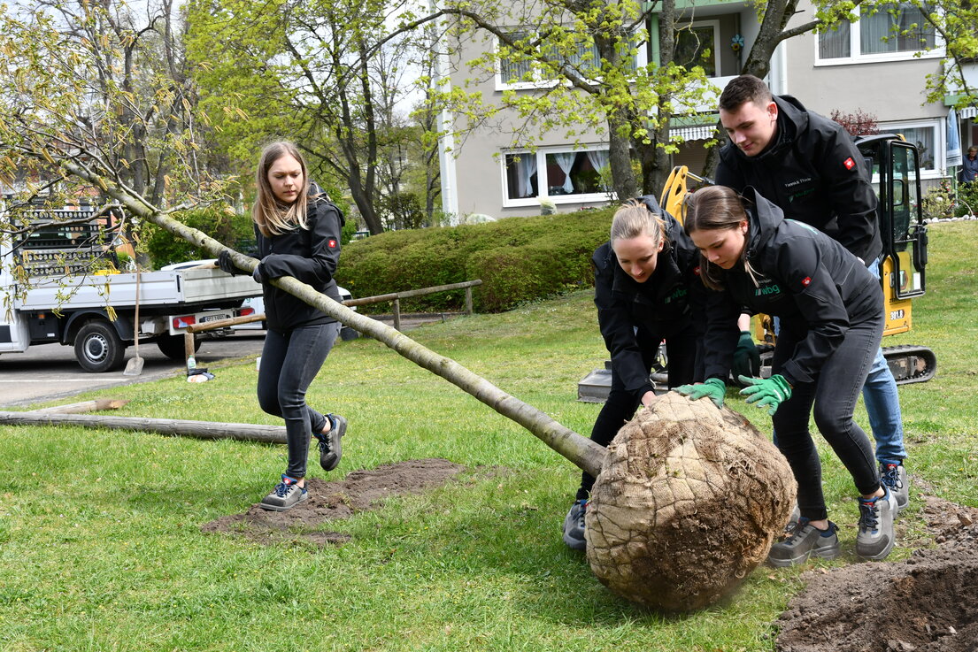 Four young people are planting a tree.