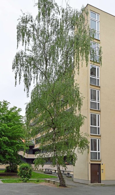 Helle 2 Zimmerwohnung am Stadtpark - Photo 3